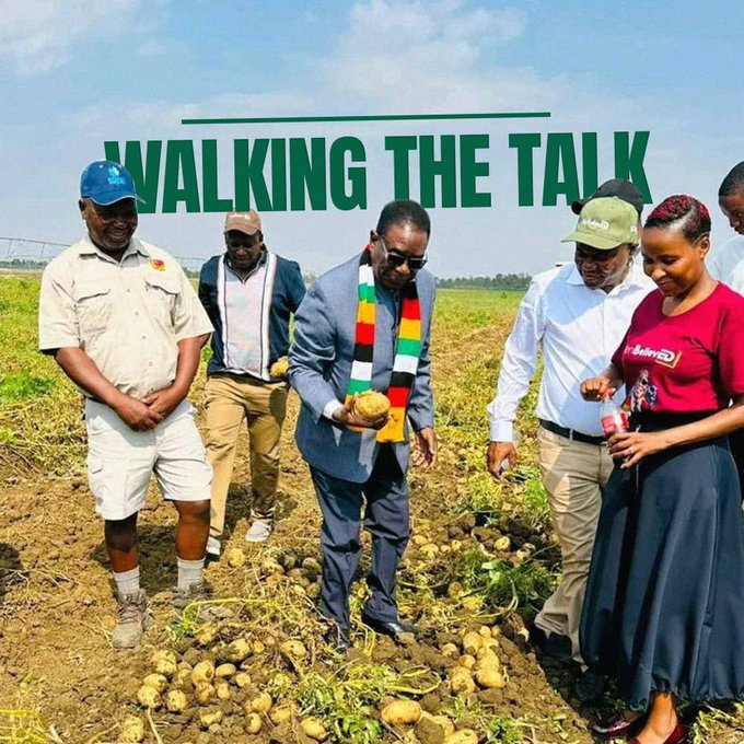MatambaChido's tweet photo. Zimbabwe’s agricultural transformation continues to gain momentum as the country receives post-harvest equipment support from the @FAO. This timely assistance will help strengthen national food security efforts. #NyikaInovakwaNeVeVayo #FoodSecurity #Agriculture #Zimbabwe https://t.co/uc12wpvfMj