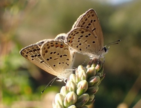 alphagalileo's tweet photo. Our June newsletter is here! 

Discover the #research behind our image of the month on how non-native plants may be affecting butterfly reproduction.

Plus, explore innovative research on targeted cancer treatments, next-gen tech design and more...

https://t.co/vSJ3Xlkm3r https://t.co/VuGIoHgiWc
