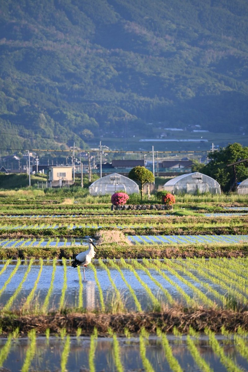 kiritachi11's tweet photo. コウノトリがいる田んぼ
#コウノトリ
#わたしの与謝野
#与謝野町 https://t.co/j5w0MrEDym