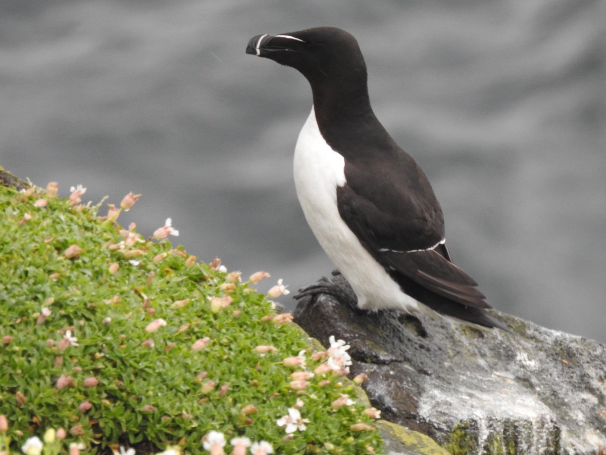 tutty352's tweet photo. Today’s boat trip cancelled so a few more birds from yesterday. Eider with chicks, probing oystercatcher, Arctic terns and razorbill. https://t.co/LG51zEFBU5