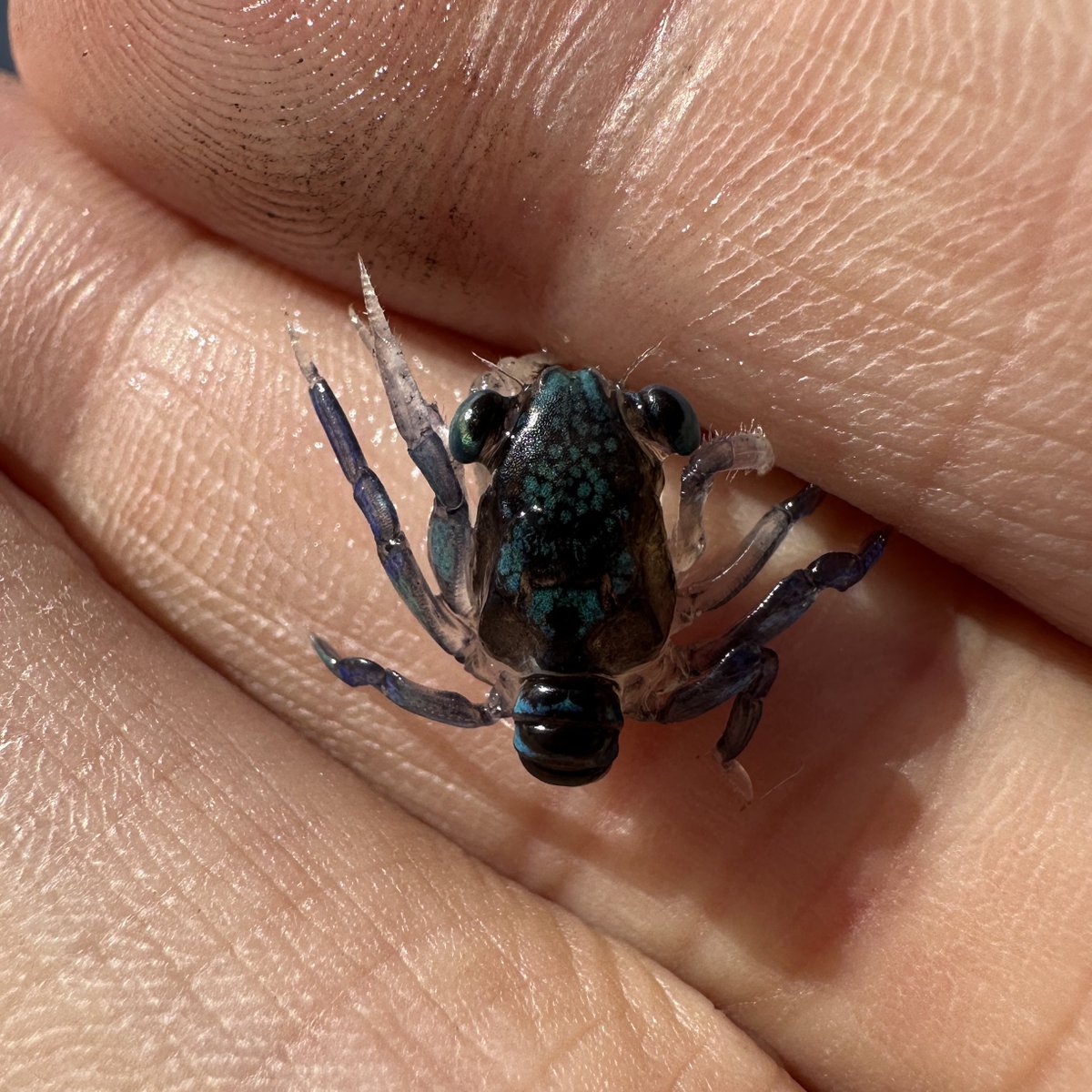 MLavca's tweet photo. 沖で水面を泳いでたメガロパ幼生を捕まえてみたらめちゃくちゃ青かった😳（1、2枚目）
でもしばらくバケツに入れてたら見慣れた色に戻った！！（３枚目）
メガロパも色変えてるんだね〜！面白い！ https://t.co/fSXHsNDEzS