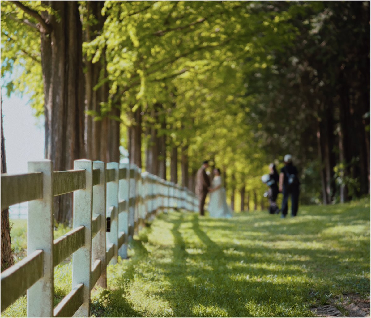 srd02man's tweet photo. 🌳 https://t.co/EQh3AA8ybI