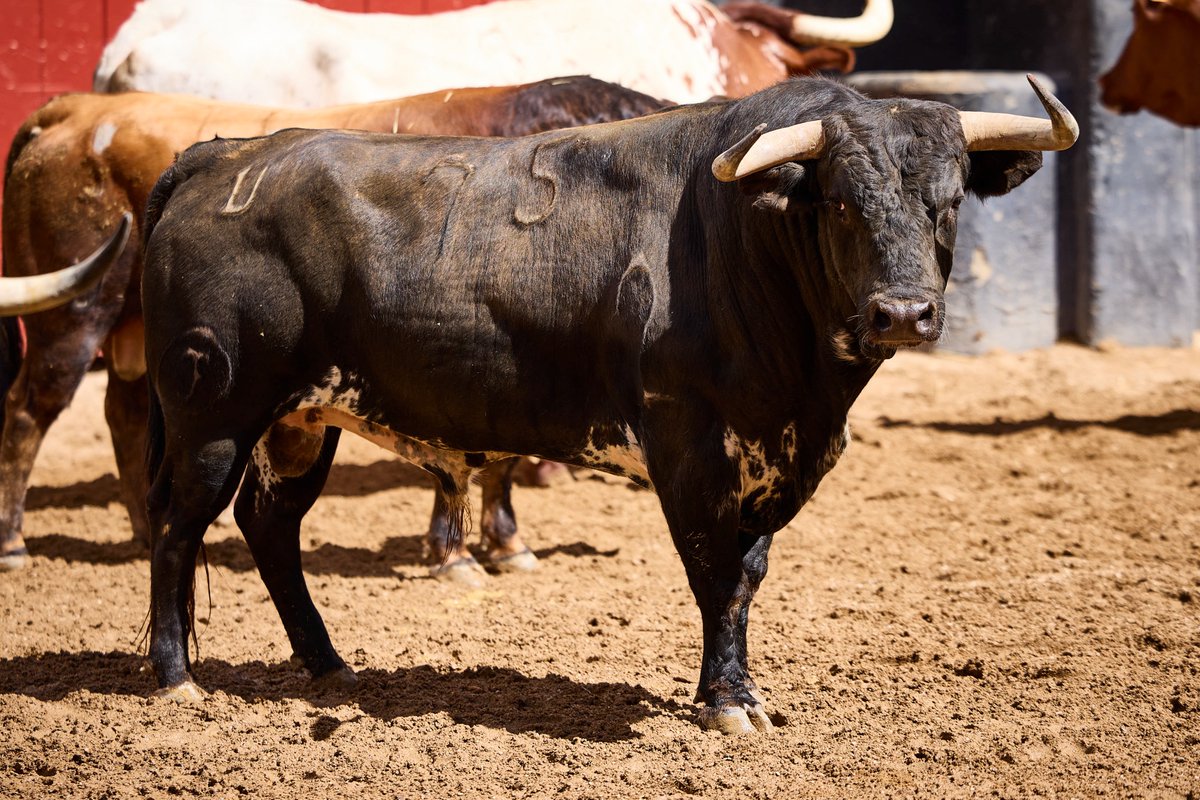 LancesMaestranz's tweet photo. 🎰 SORTEO | Lote de hoy para PABLO AGUADO

3️⃣  Nº 75. FANFARRONO. Negro mulato. 537 kg. 03/22 y 6️⃣  Nº 177. ESABORIO. Castaño bocidorado. 524 kg. 05/22

🐂 Olga Jiménez y Hnos García Jiménez https://t.co/CPQnOZp6xm