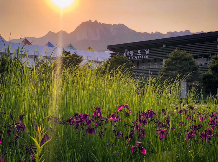 Aurora_5100's tweet photo. "서울에 이런 곳이 있었어?"…

지하철역 1분 거리에 숨겨진 꽃 천국

도봉산역 바로 앞에 있는데도
의외로 모르는 사람이 많은 곳입니다.

5~6월이면 130여 종, 30만 본의 붓꽃이 장관을 이루고,
입장료도 무료예요.

연못과 산책로, 북카페까지 갖춰져 있어
조용히 힐링하기 좋은 숨은 명소로 꼽힙니다.

서울 북쪽 끝자락에 숨어 있는
이 아름다운 정원의 정체는 어디일까요?