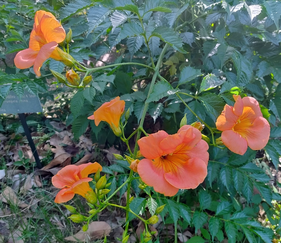 JBHConcepcion's tweet photo. Desde la vuelta l Mundo en 80 Árboles os saludamos con Campsis x tagliabuana y Campsis grandiflora, con la flor más grande y de color asalmonado #BuenosDías #Felizjueves #flores #flowers #plantas #plans #jardin #garden #botanicalgarden https://t.co/B3ngycxpnS