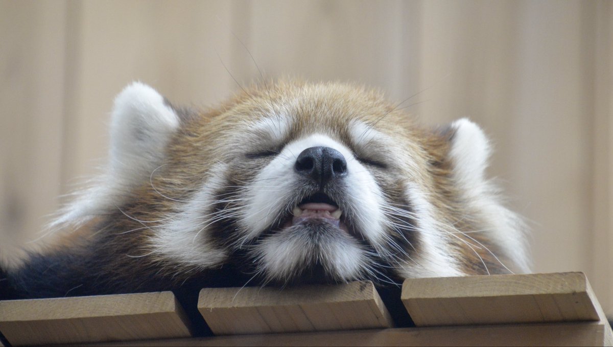 panda_logs's tweet photo. ガールズたちにしか会えなかったけど久々の東山楽しかった

れいかちゃんはガオくんにそっくりすぎる！

#東山動物園 
#レッサーパンダ https://t.co/ohHhsTGgk9