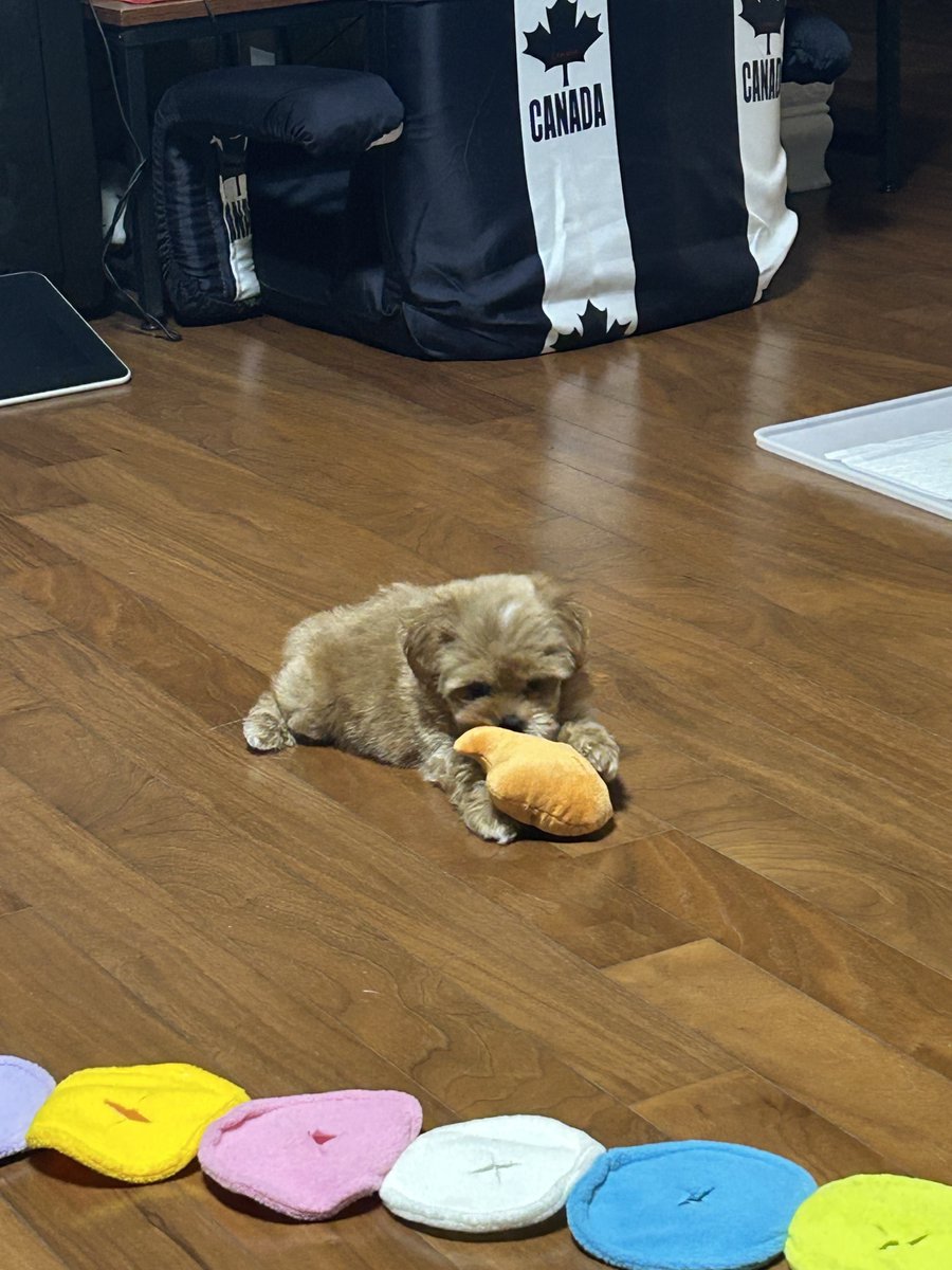 Gamja__22's tweet photo. 혼나고 분풀이하는 감자 https://t.co/y8o3HNOnAG