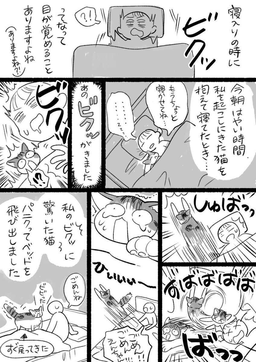 うちの同居猫はちょっとビビりです
ピンポン鳴っても身を隠します🥲 