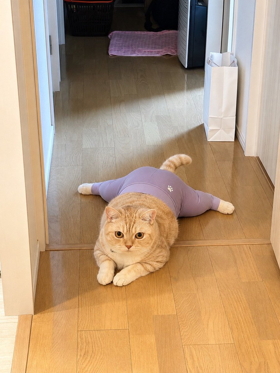 uiro1122's tweet photo. お久しぶりです💦
ういちゃんもヨガパンツ🤭
#スコティッシュフォールド
#猫ヨガパンツ https://t.co/HqC8HkCe9I