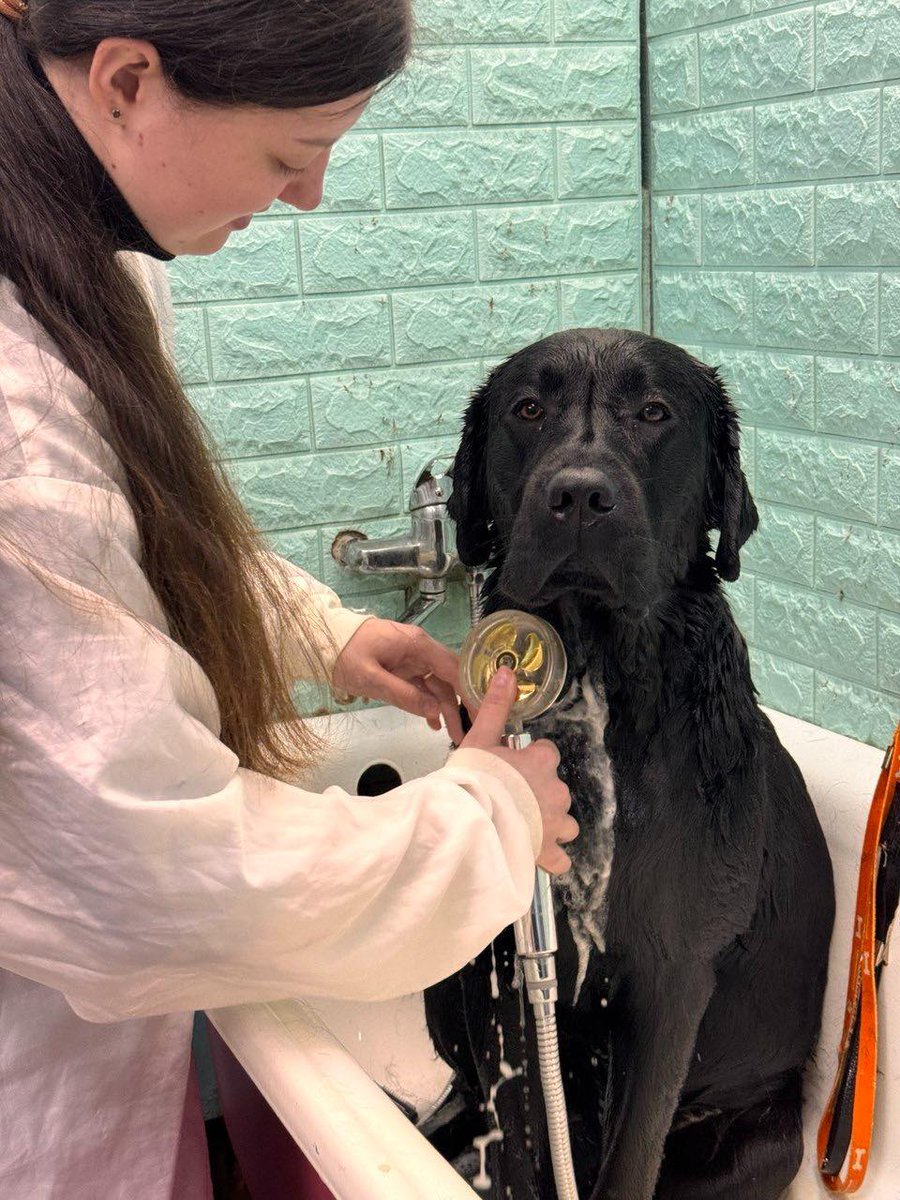 RedCrossUkraine's tweet photo. 🦮🐈 When a love for animals becomes a profession: the first pet grooming course in #Kropyvnytskyi has been completed under the Ukrainian Red Cross #Reboot programme, with support from @RotesKreuz_CH. Four participants received certificates, with new training underway. https://t.co/0W12ykmbFg