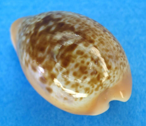 貝殻標本　タカラガイ メノウダカラ といいます(^O^) #貝 #貝殻 #標本 #コレクション #タカラガイ