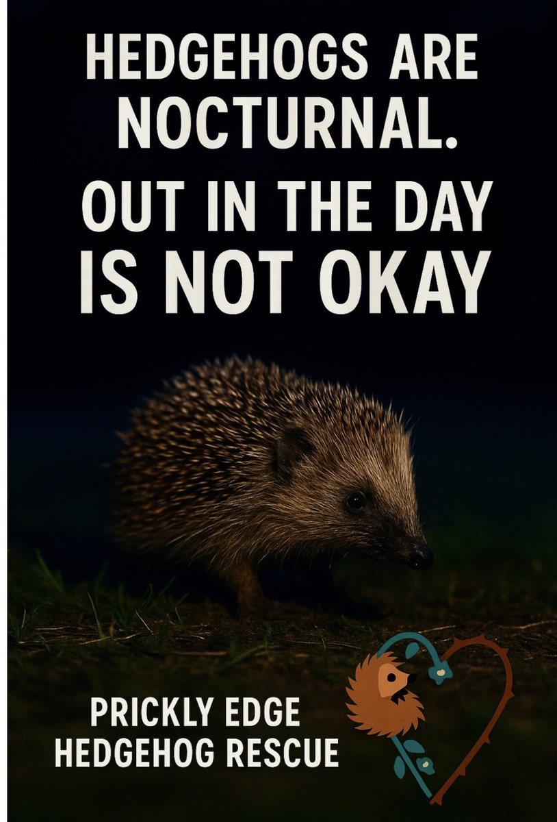 Millie 😸 📚 💚 🦔 tweet media