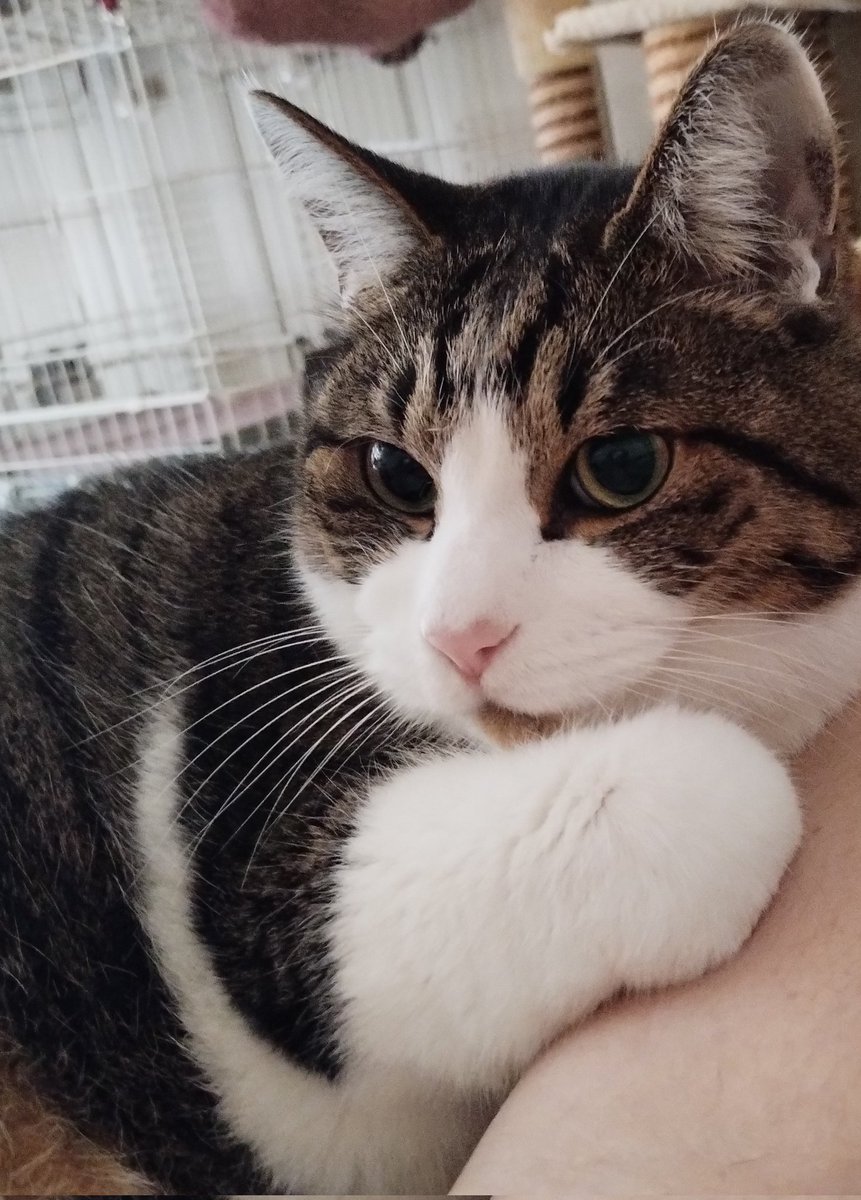 5ニャンズママ(＊プロフ更新＊)ページ 🐱ニャン次郎の近況報告🐱 皆様の応援がニャン次郎に 届いたかの如く