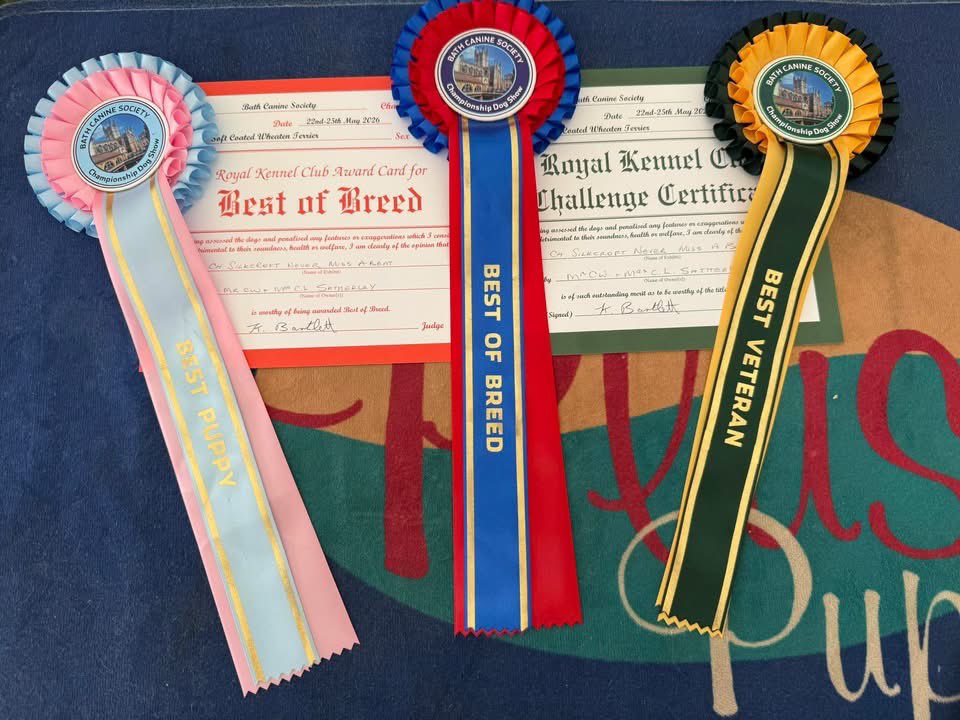 Silkcroft's tweet photo. Team Silkcroft
BEST OF BREED
BEST PUPPY IN BREED
BEST VETERAN IN BREED
Bath Championship Dog Show 2026
#scwt #wheaten #topdog #topbreeder https://t.co/usCGVYwN1v