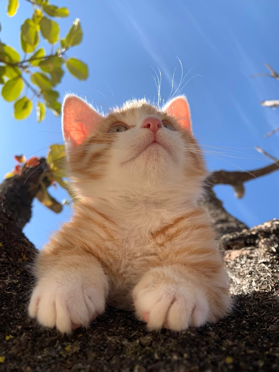 MeowsterDaily 🩶 tweet media