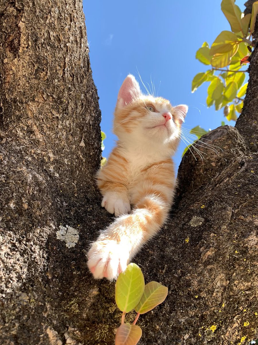 MeowsterDaily 🩶 tweet media