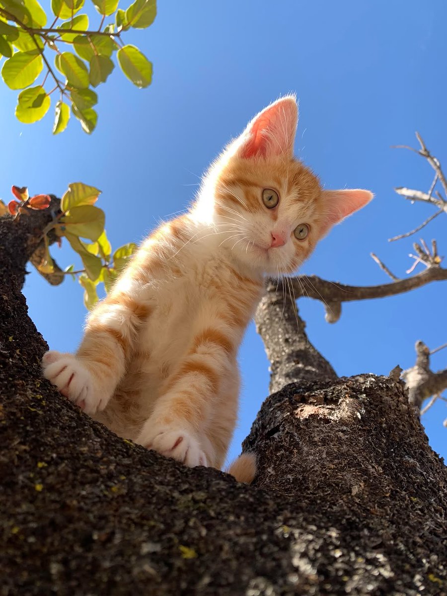 MeowsterDaily 🩶 tweet media