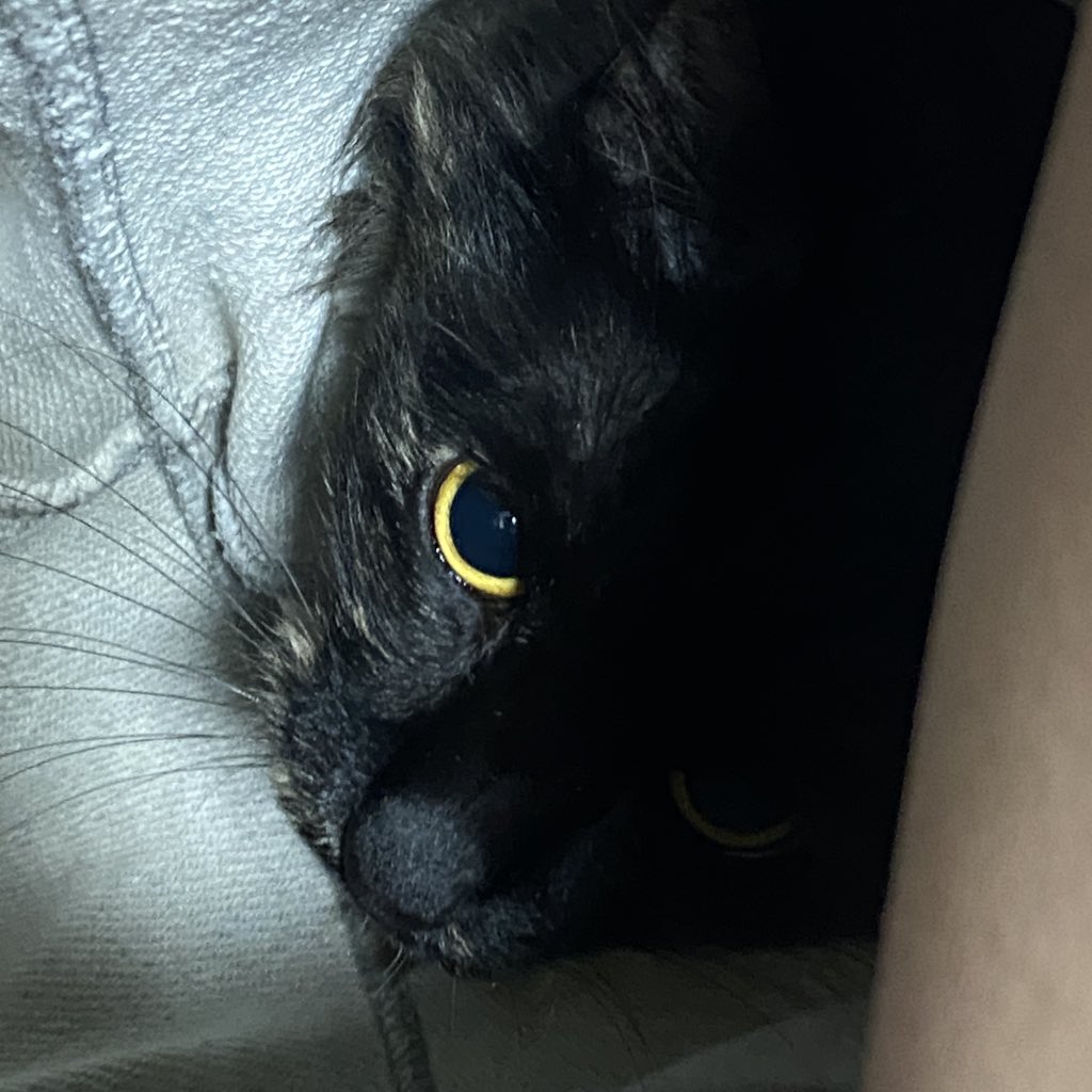 一根猫毛 tweet media
