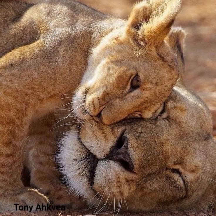 Beauty of Animals tweet media