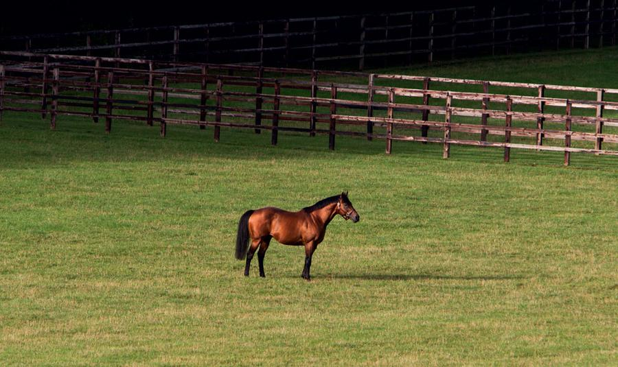 DarleyEurope's tweet photo. It's a Black Type double kind of day for the mighty #Dubawi as Wapeka continues his winning streak with victory in the Listed Golden Mile at Klampenborg 🇩🇰 https://t.co/Hh9UFtPW6O