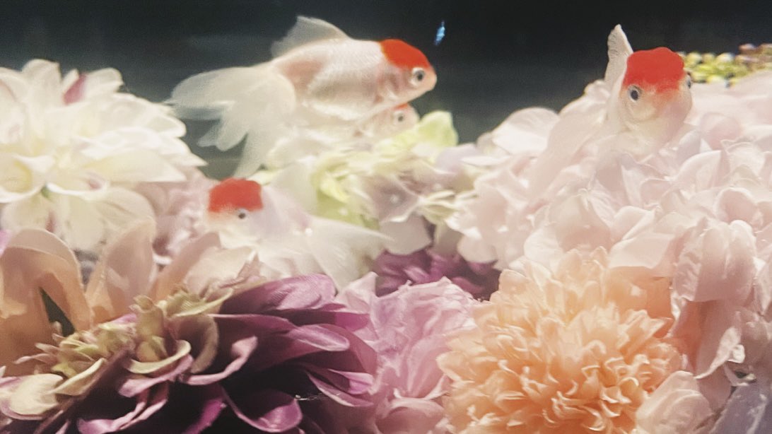 stellac0rda's tweet photo. 𓏸 𓂂 𓈒 🐟🤍 https://t.co/p5JBMHaIhx