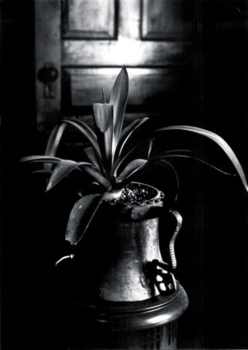 mark_goodhew's tweet photo. Art of the Day! "Plant still life". Buy at: https://t.co/eNvav7JleS https://t.co/rZC1Dnhxno