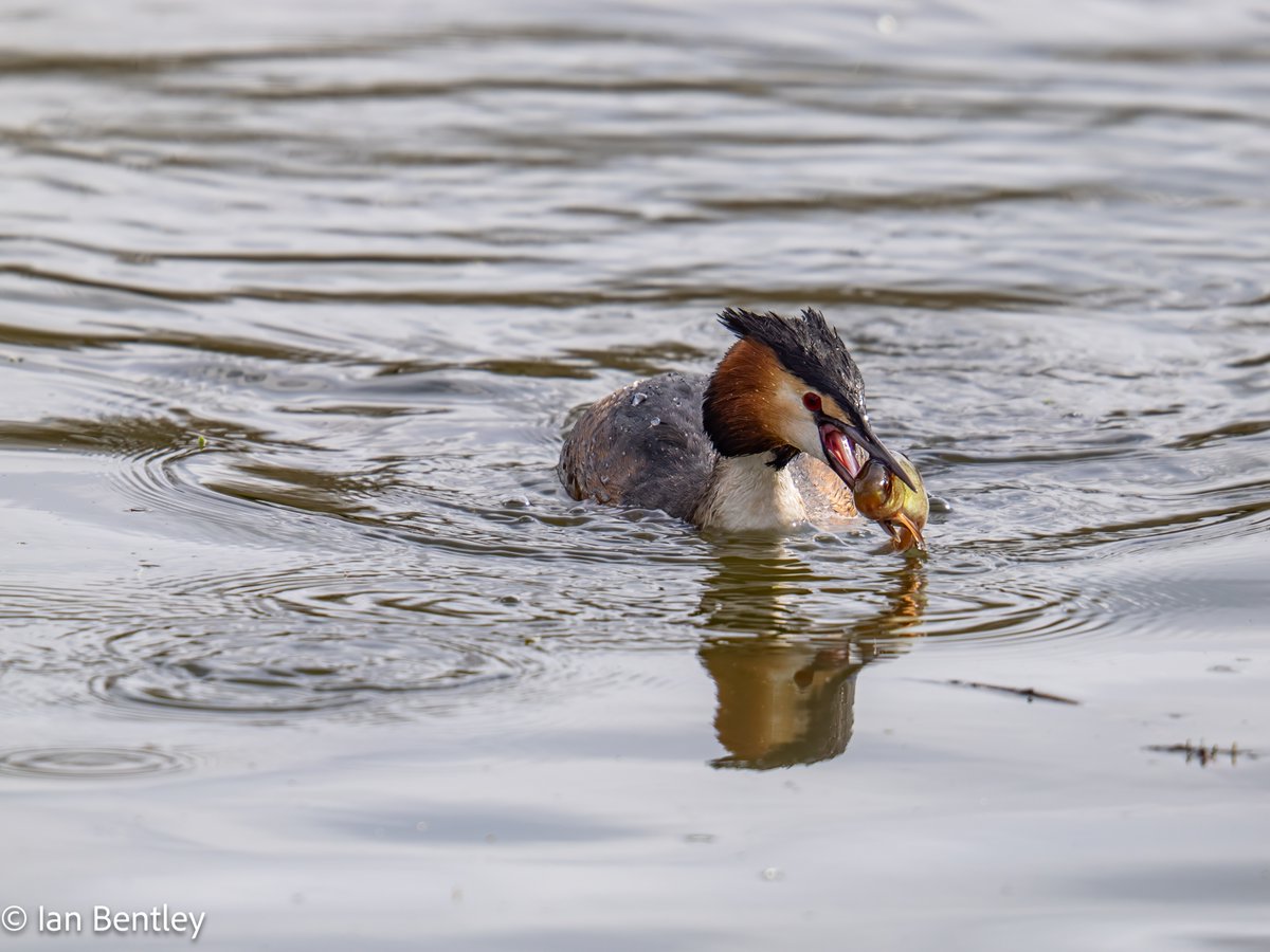 IanMBentley's tweet photo. More shots of the Grebe with the fish. It was very proud of the catch and swam around for a minute displaying its dinner - OM1 &amp; 150-600mm
13th February
@OMSYSTEMcameras @OlympusMagazine
@AP_Magazine @bbcwildlifemag
@BBCCountryfile #birdphotography #wildlife #Grebe #fishing https://t.co/bUoxlKhKUA