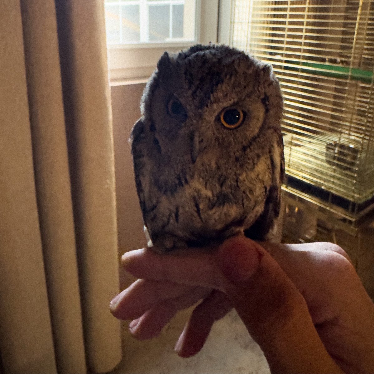 🦉 tweet media