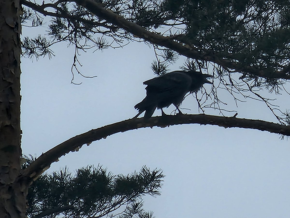UselessBeyond's tweet photo. I've been outside lately. It's kinda cool too. Saw a huge ass raven. Those birds are impressive! No wonder they were considered some sort of death omen back in the day or something. My favorite bird. Also saw other things too. https://t.co/p7679v5uMD