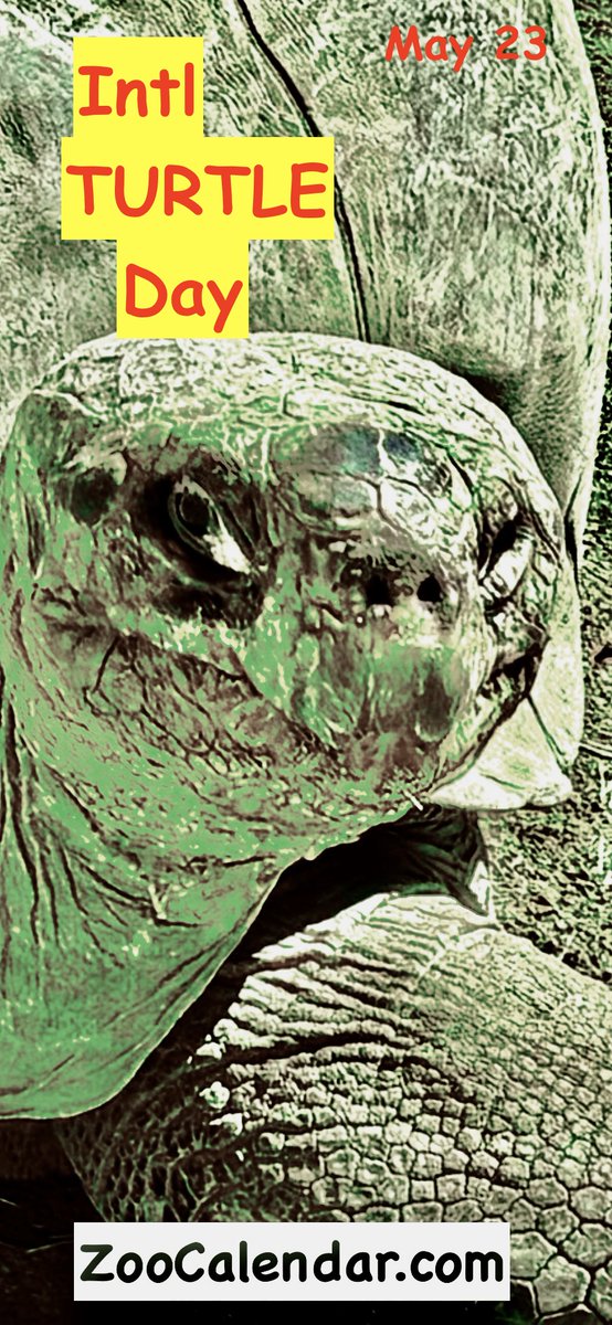 ZooCalendar's tweet photo. May 23
Intl Turtle Day

You can use https://t.co/gGRxfIEGpP to discover a zoo and turtles too.
#Turtle #Zoo #Wildlife #intlTurtleDay #TurtleDay #WorlTurtleDay https://t.co/IrwT1v6YQL