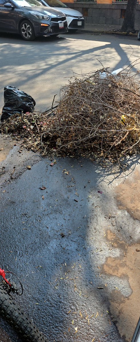 Sebasvamm's tweet photo. @AlessandraRdlv @AlcCuauhtemocMx 
Solicito de su valiosa intervención para que los servicios de limpia acudan a la calle de Jaime Torres Bodet entre Díaz Mirón y el Eje 1 Norte (Alzate) a que vengan por las ramas de una árbol que se cayeron a más de una semana https://t.co/ZQPCZoox1d