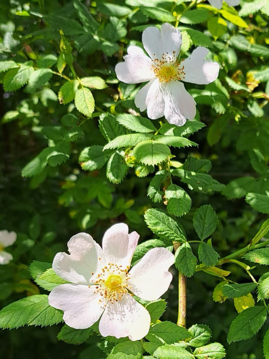 Stadtwurzel's tweet photo. Hundsrose (Rosa canina) - hier an einer Böschung. Die Blütenblätter lassen sich für Salate oder Tee verwenden, die Früchte (Hagebutten) für Tee oder Marmelade. Die Blüten lassen den Rosenstock zu einem bezaubernden Blickfang werden. https://t.co/3NhzP5GqzV