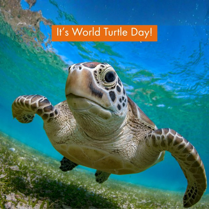 Amanda36C's tweet photo. Nothing political today, in honor of the turtles. Happy World Turtle Day! https://t.co/zz5ADcUFle