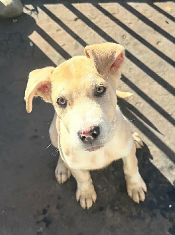 Rescue dogs for rehoming tweet media