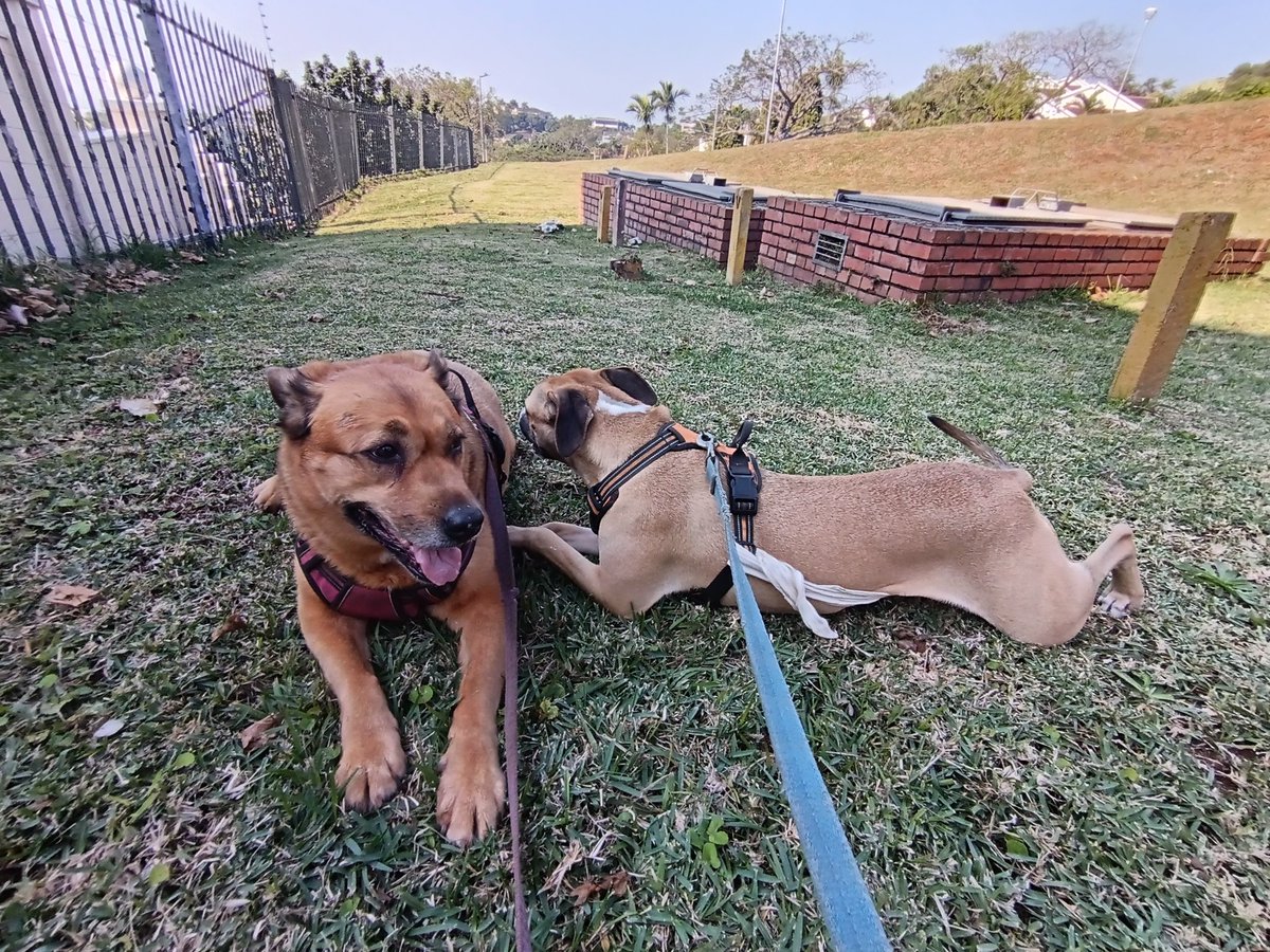ladydebidebz1's tweet photo. Honeyboo trying to be good ๐
#GoldenGals
#CrazyGals
#PawPatrol
#Saturdaying https://t.co/sMHhCQ4hhS