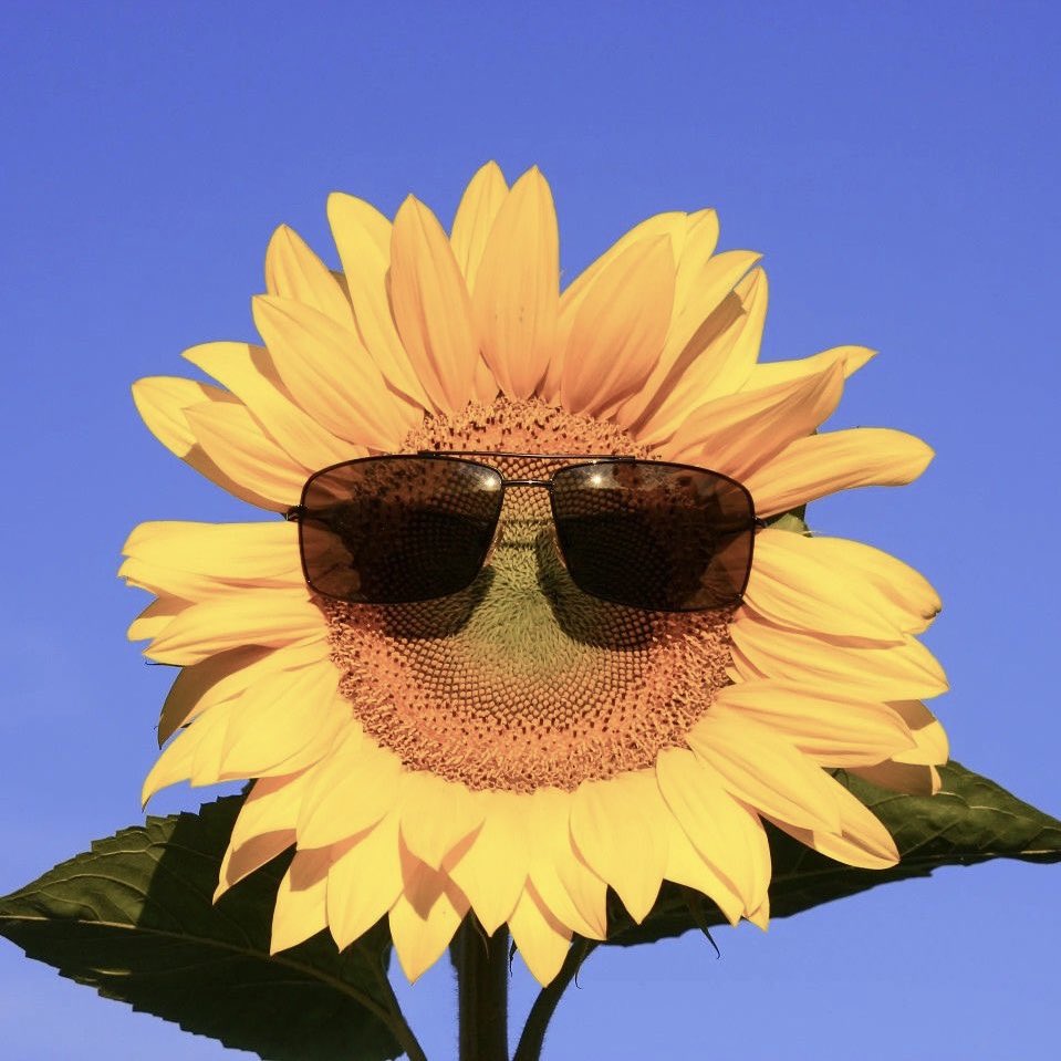 𝚟𝚎𝚎 ⋆☀︎. tweet media