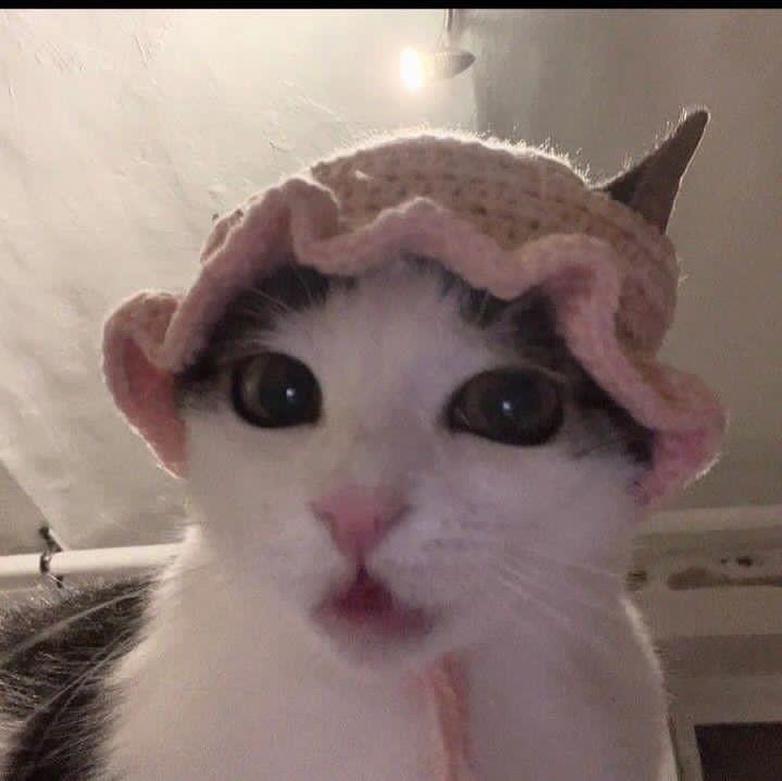 Punch Cat tweet media