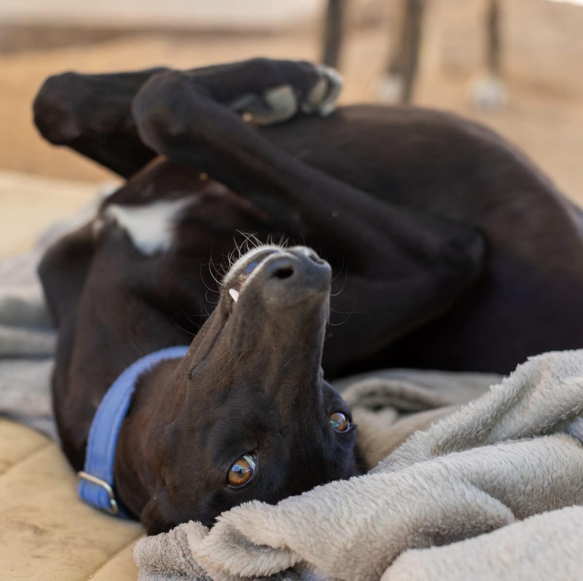Galgos del Sol tweet media