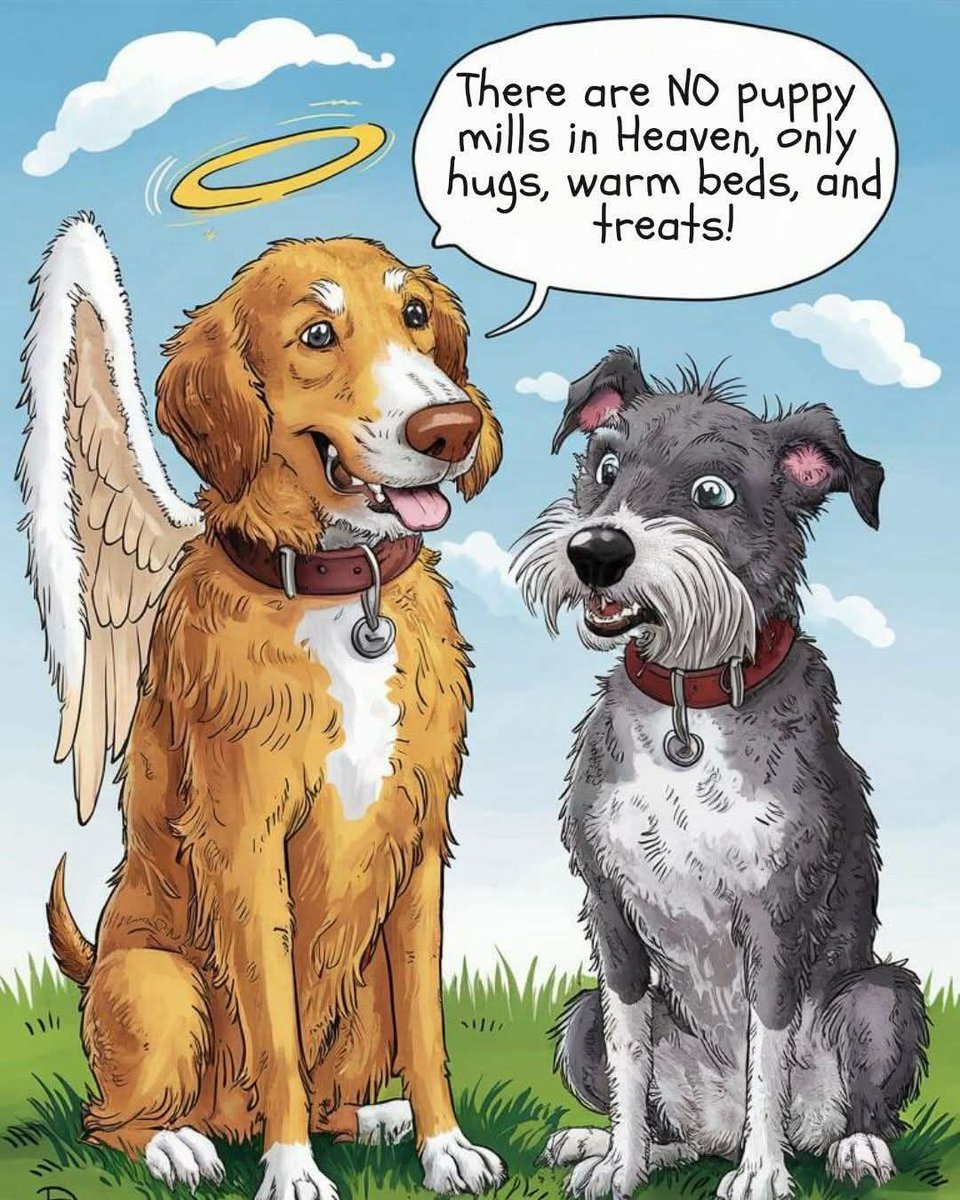 Dog Lovers tweet media