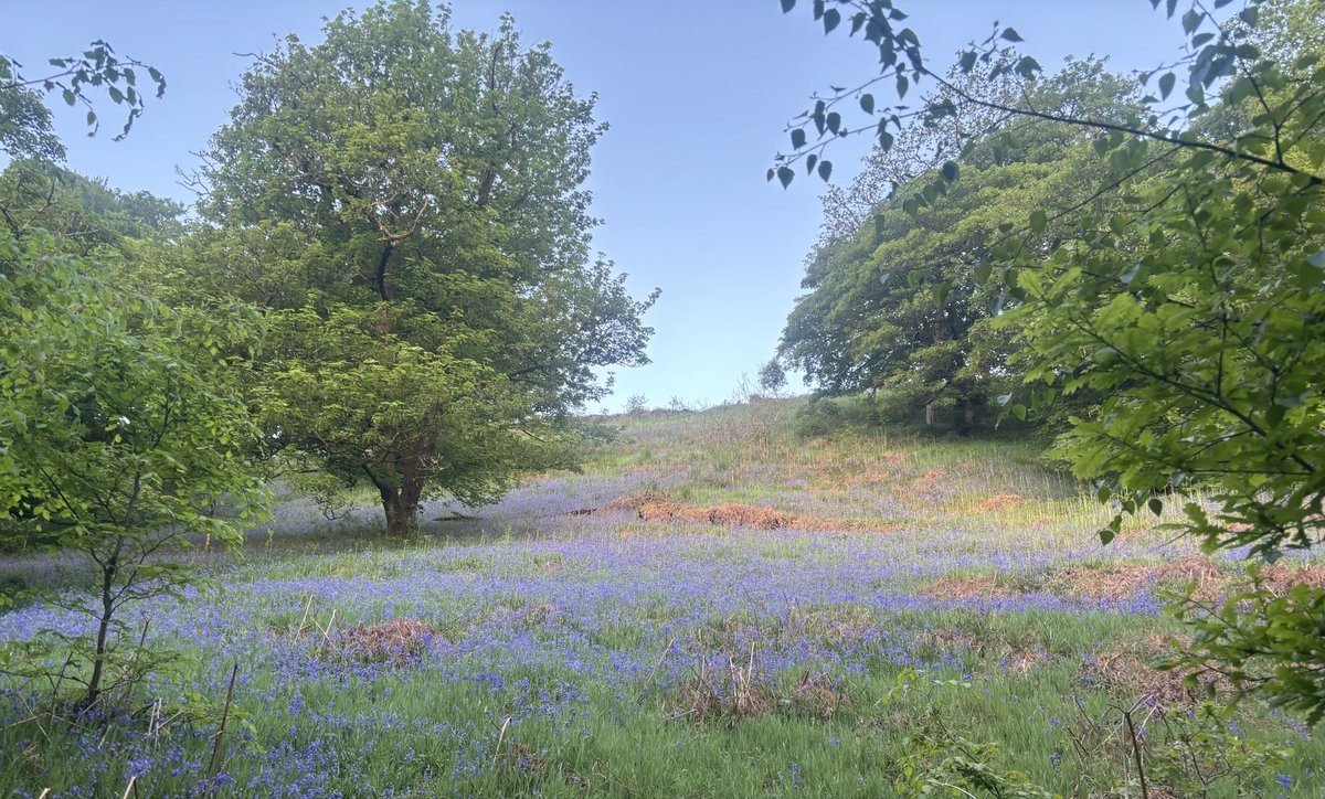 Strider_15's tweet photo. Bluebells in the Goyt Valley https://t.co/P73WaRt3FK