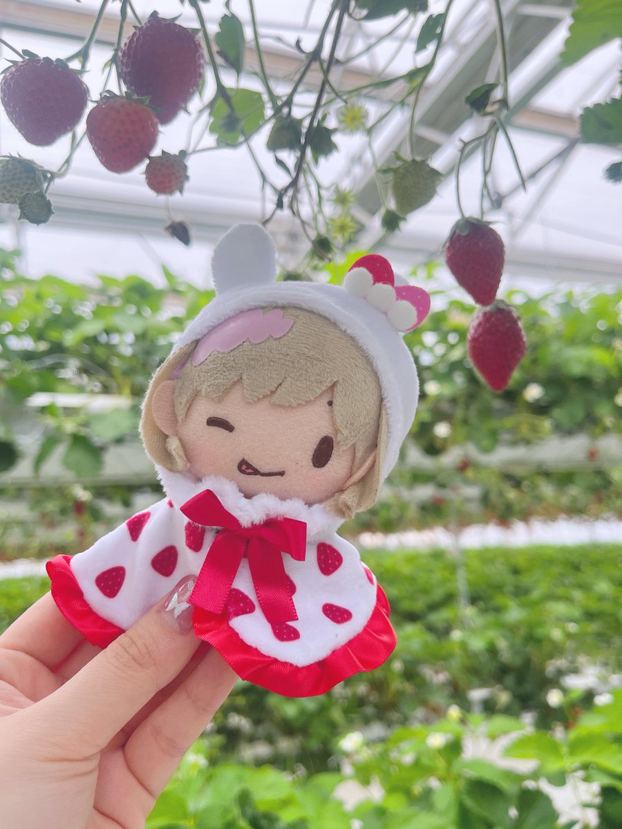 いちごの狛犬 いちご狩りしてきた🍓🍓🍓 いちご好きすぎて無限にいけます🍓🍓🍓
