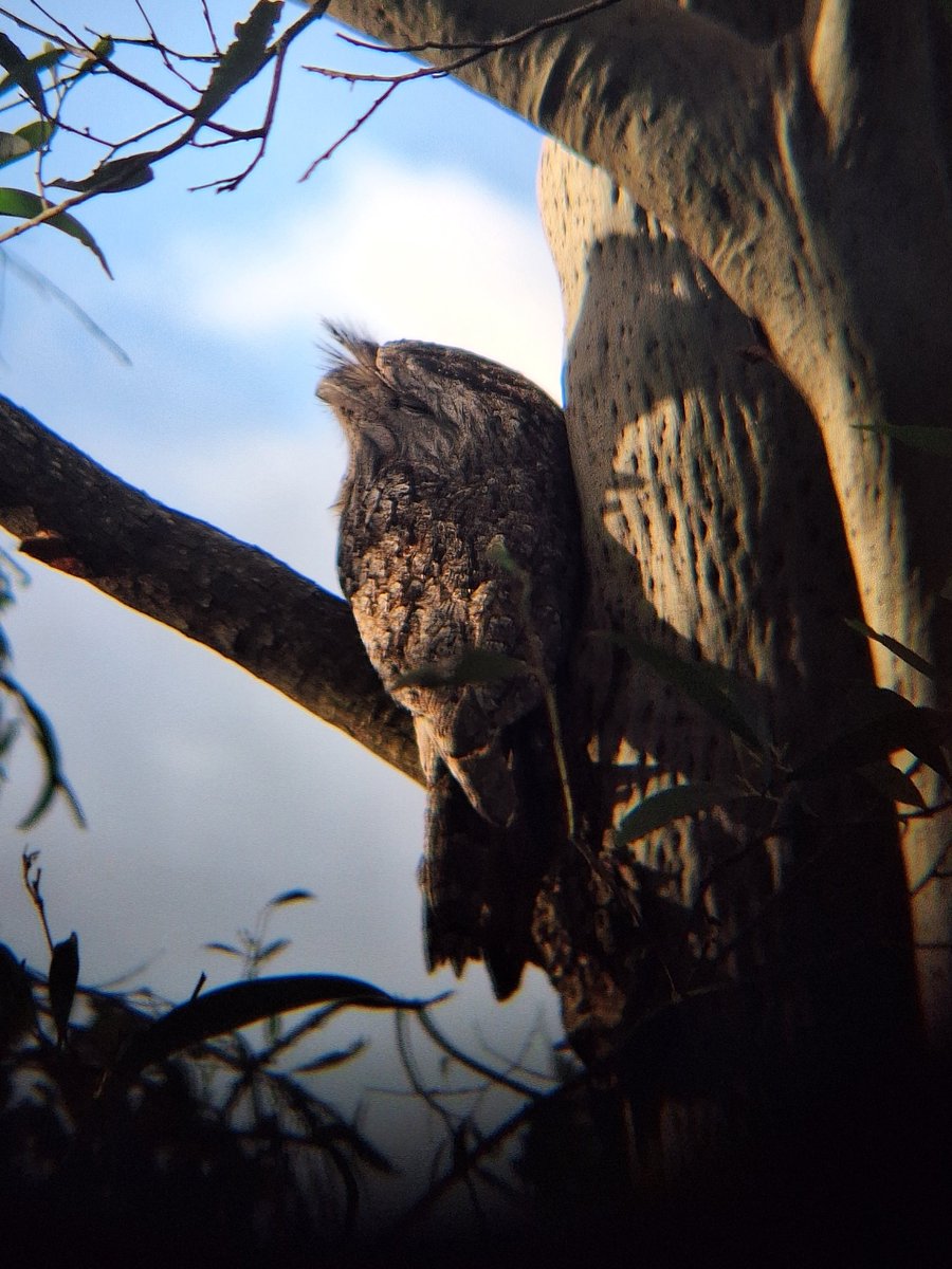 616RED_'s tweet photo. tawny frogmouth https://t.co/69lAywQ7hd
