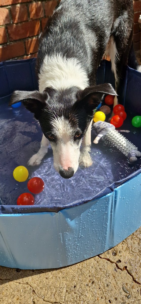 planktroneum_x's tweet photo. So true !! Sound advice @Cyrilopolis .. here's bob (featured in the pic) having the best time in the funshine..
#bordercollie
#pooltime
#keepingcool
#Saturday https://t.co/tYpsnx7QLM
