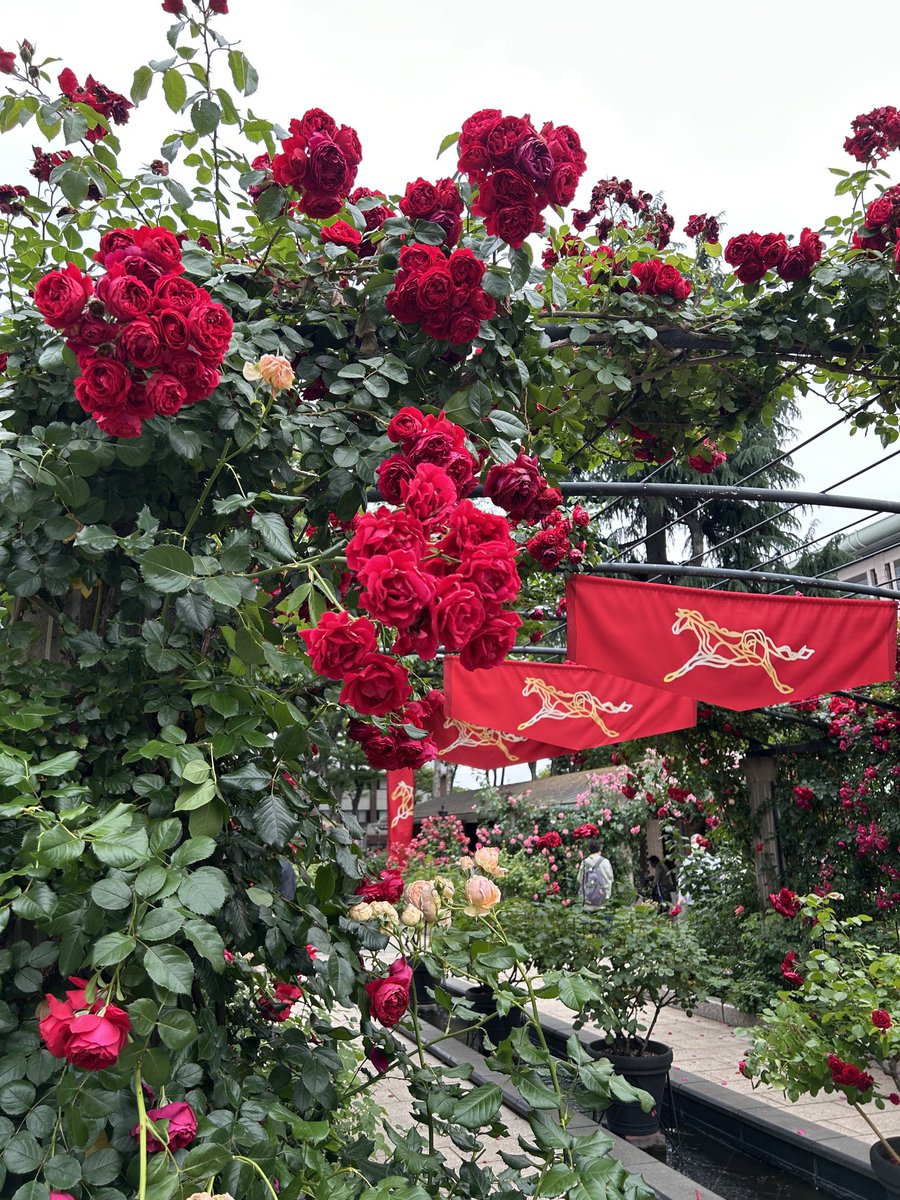 StepstepYt's tweet photo. お目当ての競馬場のローズガーデン🌹
去年はタイミングが合わなくて葉っぱが生い茂ってたけど😅
やっと行けたー☺️
めっちゃキレイだった
あんまり人もいなかったし堪能しました🌹🌹 https://t.co/jlO5cr6F30