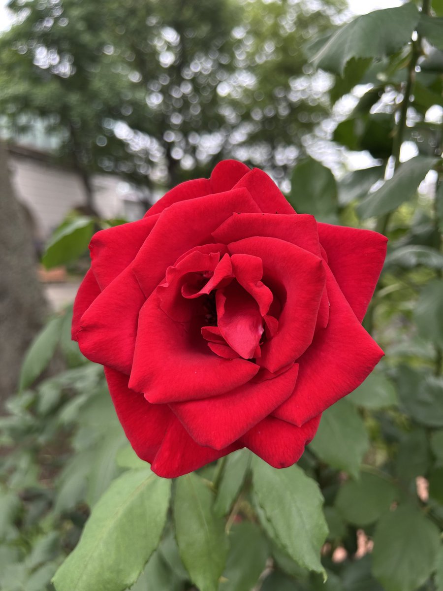 StepstepYt's tweet photo. お目当ての競馬場のローズガーデン🌹
去年はタイミングが合わなくて葉っぱが生い茂ってたけど😅
やっと行けたー☺️
めっちゃキレイだった
あんまり人もいなかったし堪能しました🌹🌹 https://t.co/jlO5cr6F30
