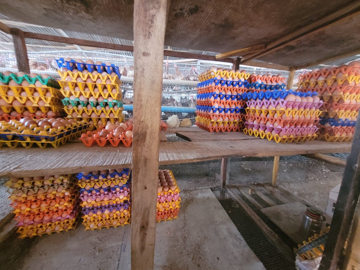 Poultry_chick's tweet photo. Not all eggs are equal. And it's not luck.
Egg quality comes down to what your birds eat, how much water they drink, how stressed they are, and how old the egg is by the time it reaches you.
At Ronaya Farms, we track all of it. Feed quality. Water access. Flock health. https://t.co/5BhrMthcJx