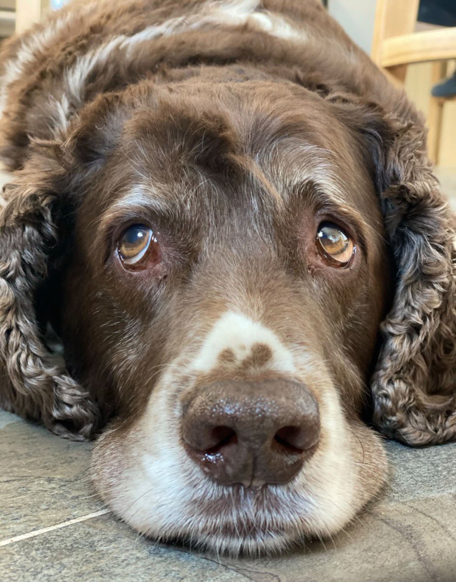 Super Spaniels tweet media