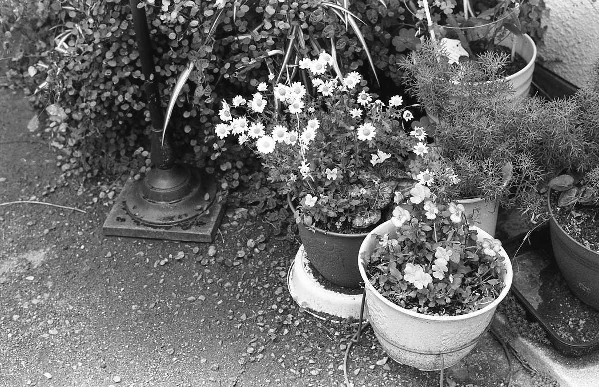 KkmmmGurkha's tweet photo. 路傍

Nikon F2
Voigtlander NOKTON 58mm F1.4SLⅡs
FORMAPAN 100
D-76 24°4分15秒
#写真 #photography #フィルム #LABBOX https://t.co/DmStpFjpKb