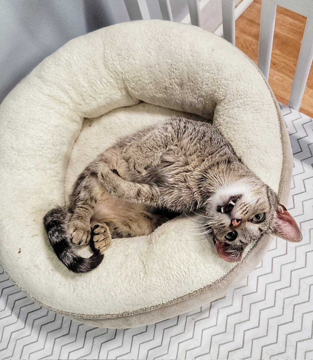 CrashsLanding's tweet photo. We caught Peaseblossom upside down in her cozy bed, showing off those tiny vampire fangs like she’s auditioning for a role in Tiny Vampires. Absolutely ferocious… if you’re a snack-sized treat. 🖤 https://t.co/SDXpMrfx60