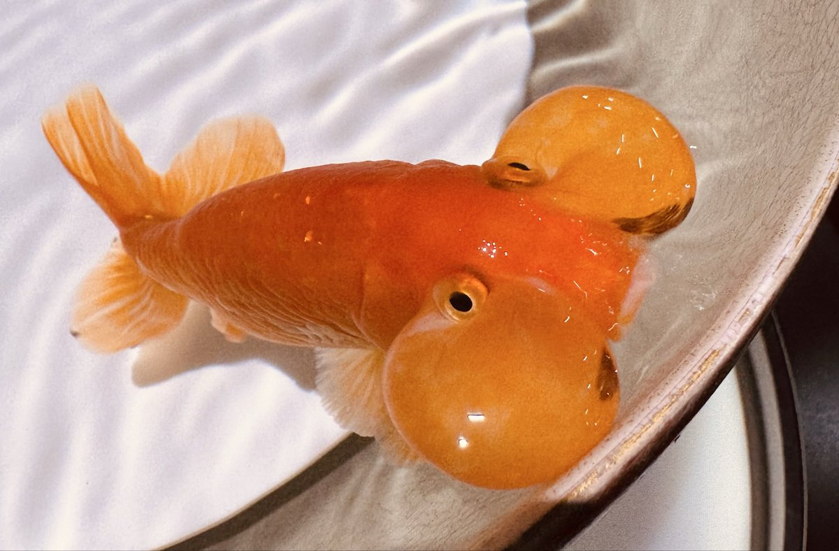 バブルアイという品種の金魚は初めて見ました。かわいいけど、なんか